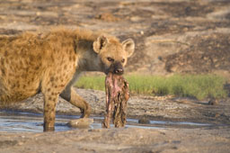 Hyène femelle avec une proie